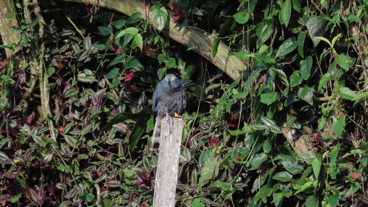Hook-billed Kite - ML647261475
