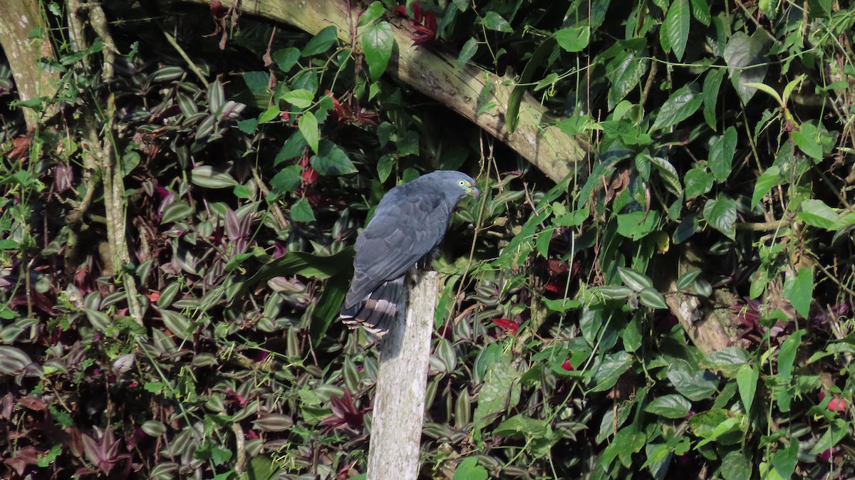 Hook-billed Kite - ML647261476