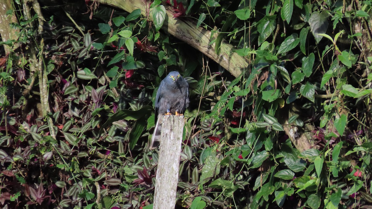Hook-billed Kite - ML647261477