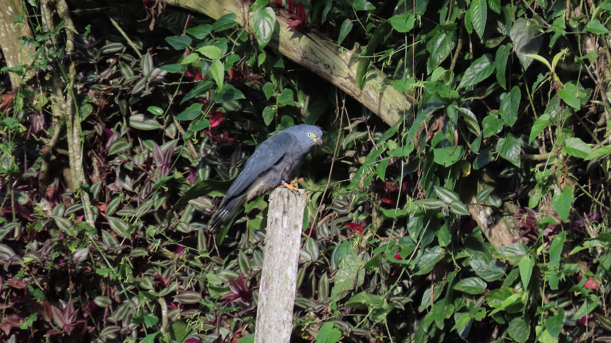 Hook-billed Kite - ML647261478