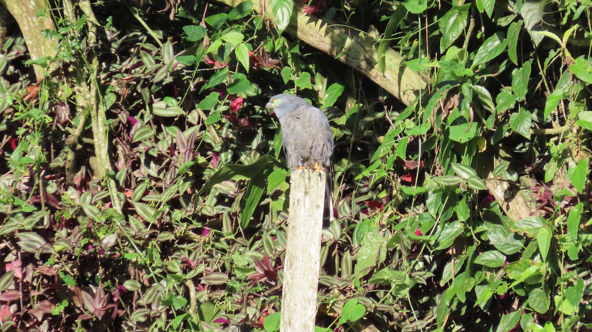 Hook-billed Kite - ML647261479