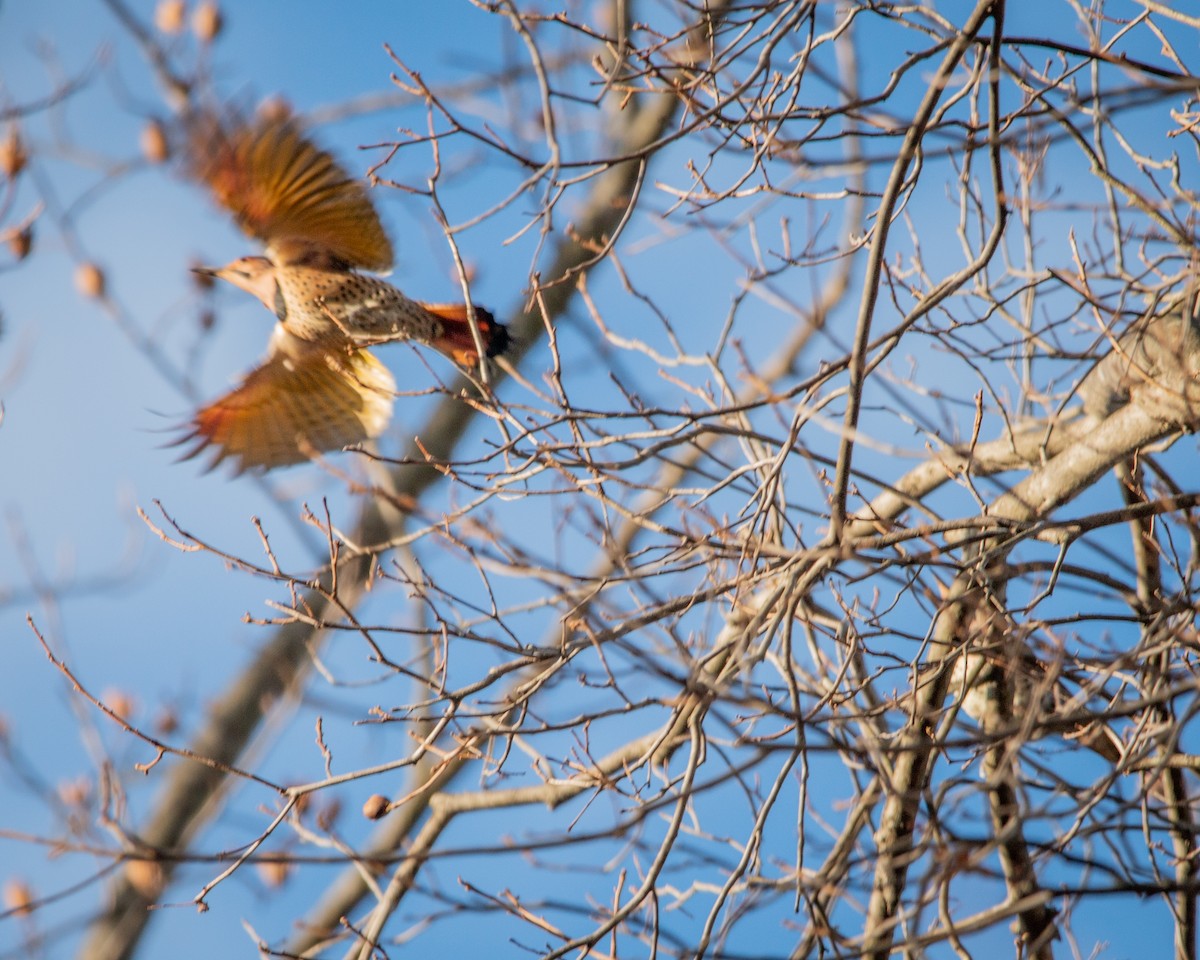 Northern Flicker (Yellow-shafted) - ML647261494