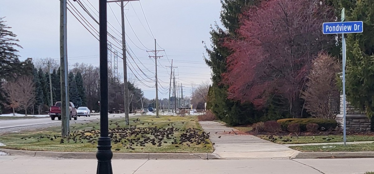 špaček obecný - ML647261502