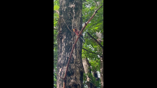 Broad-billed Roller - ML647261504