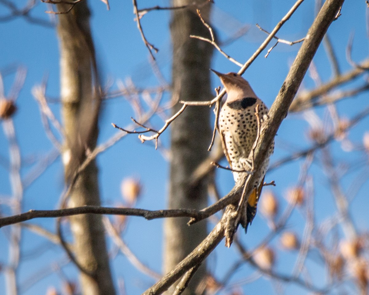 Northern Flicker (Yellow-shafted) - ML647261519