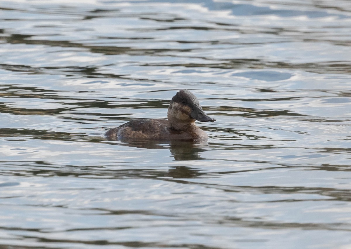 kachnice kaštanová - ML647261521