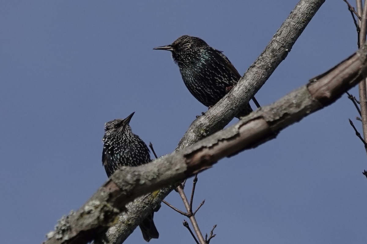 European Starling - ML647261530