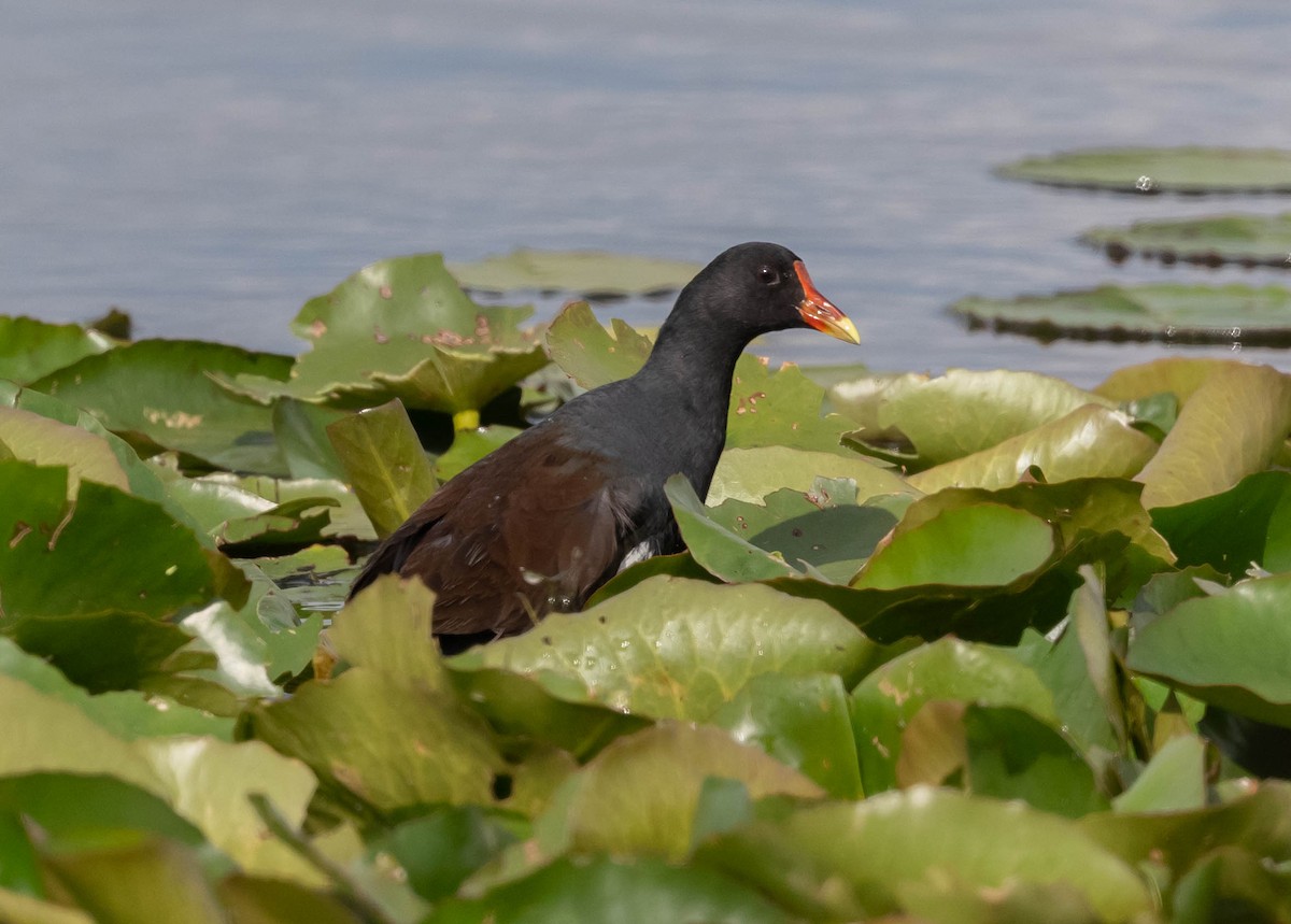 Курочка латиноамериканська - ML647261531