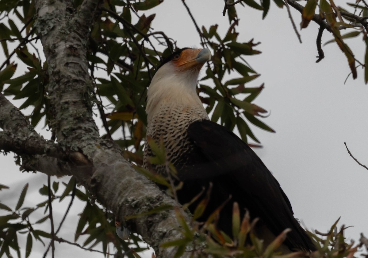 karančo jižní - ML647261549