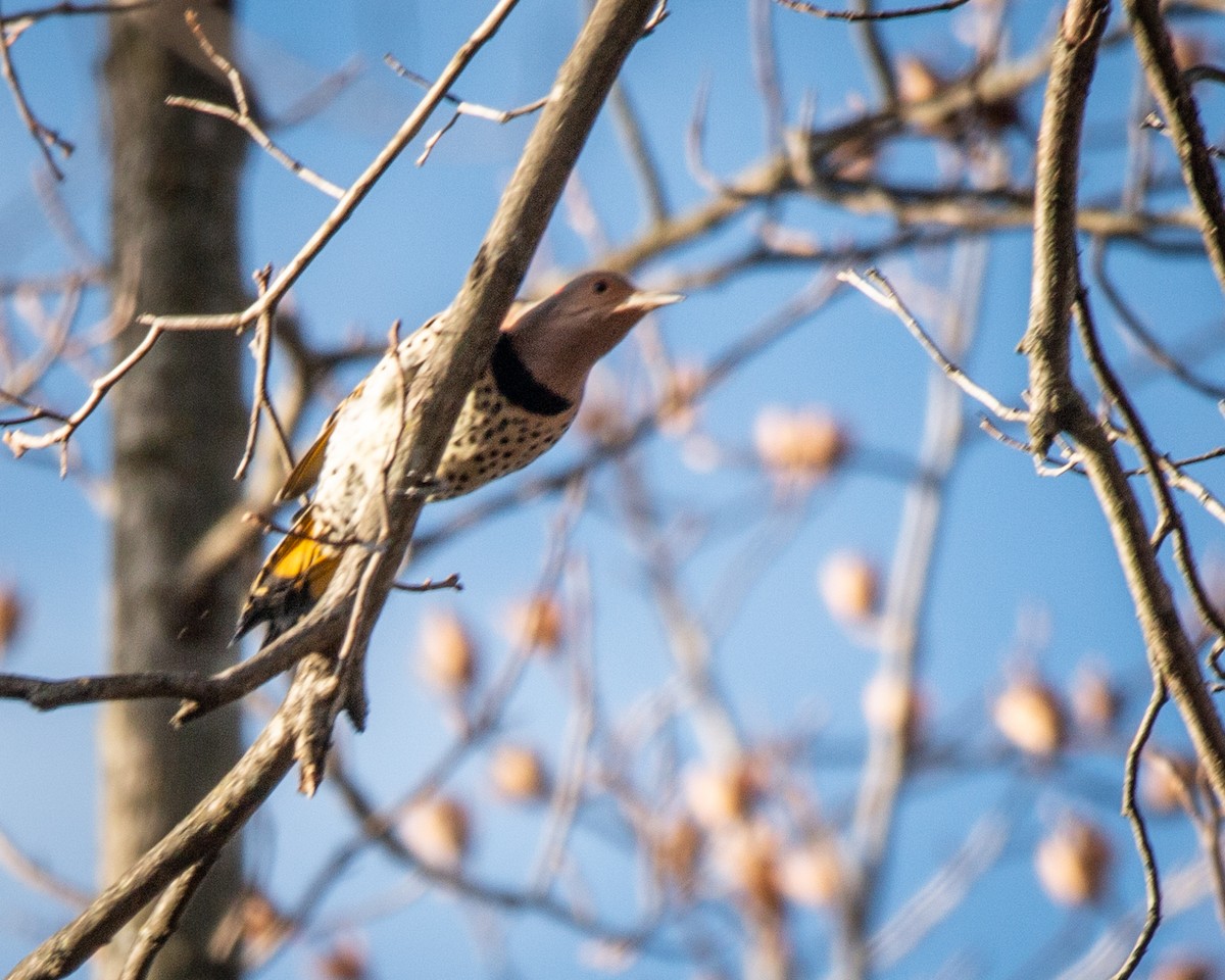 Northern Flicker (Yellow-shafted) - ML647261550