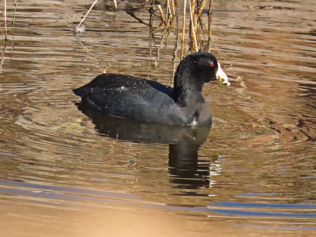 Kopetazuri amerikarra - ML647261558