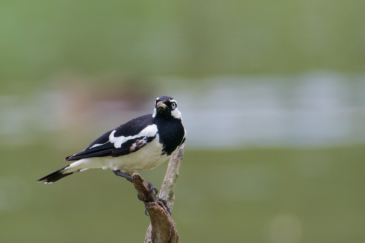 Magpie-lark - ML647261559