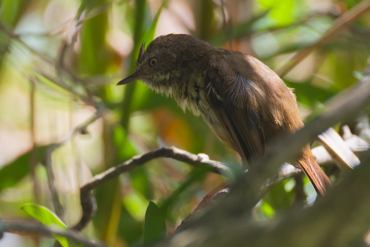White-browed Scrubwren - ML647261562