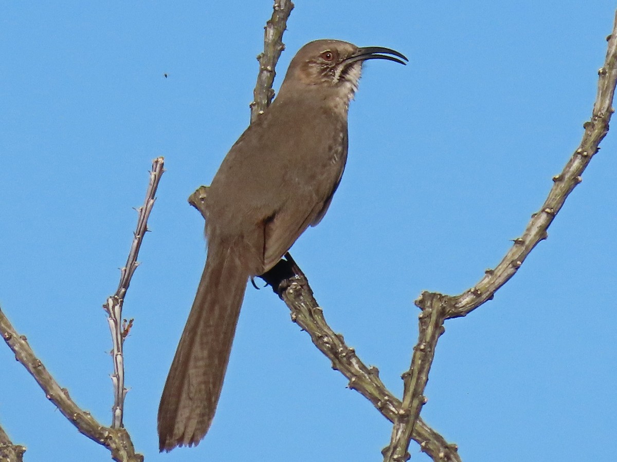 Crissal Thrasher - ML647261587