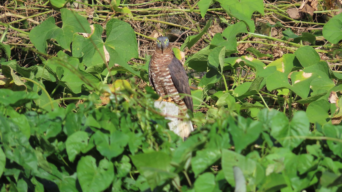 Hook-billed Kite - ML647261591