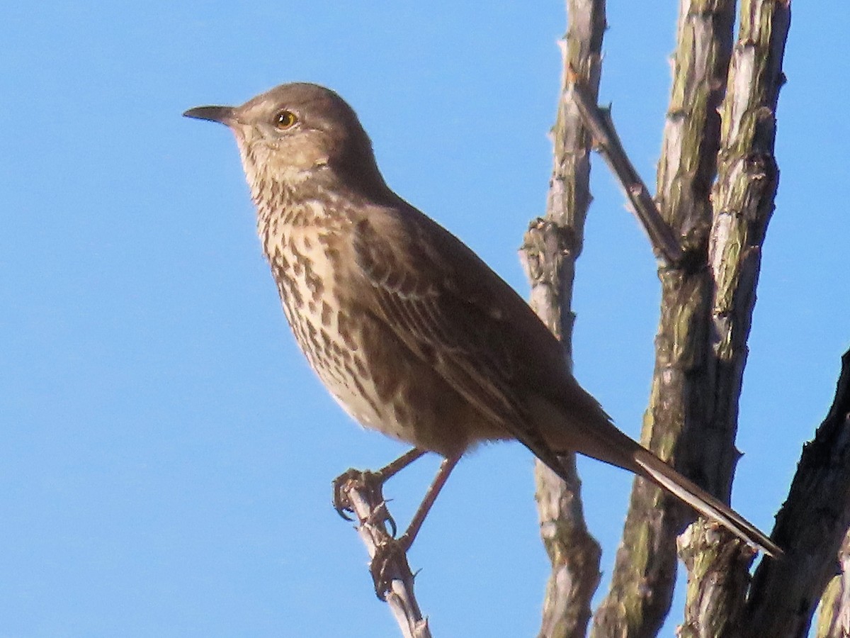 Sage Thrasher - ML647261613
