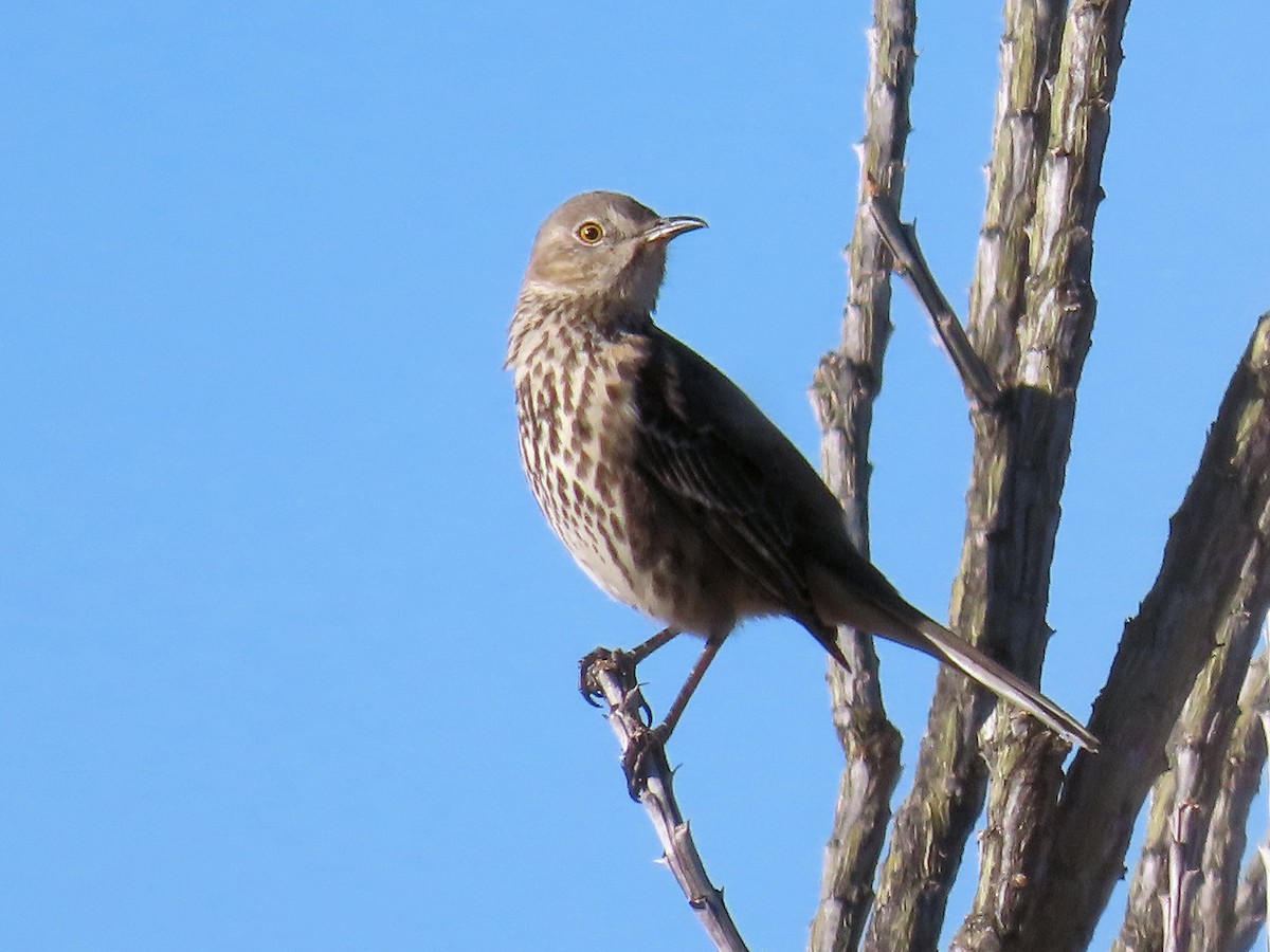 Sage Thrasher - ML647261614