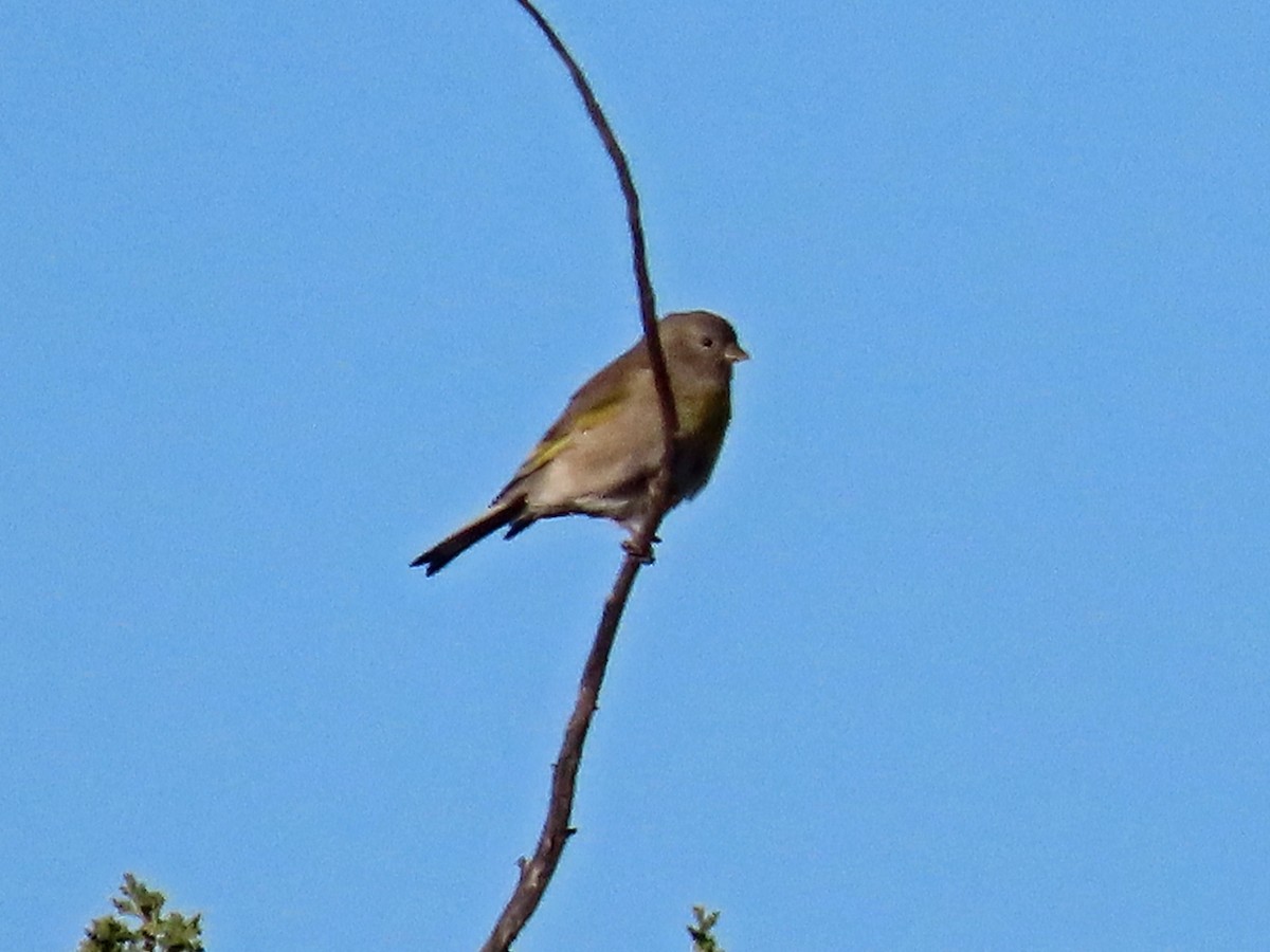 カオグロキンヒワ - ML647261627