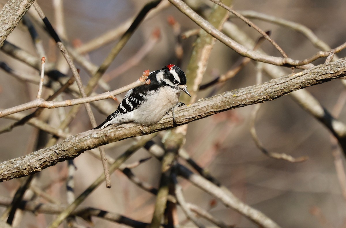 strakapoud osikový - ML647261628