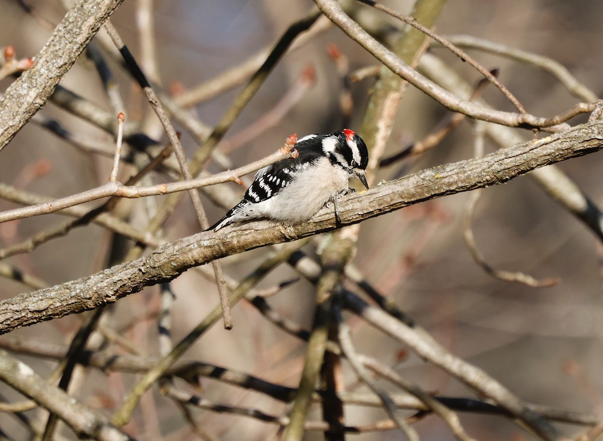 strakapoud osikový - ML647261629