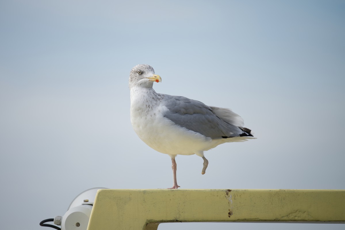 ヨーロッパセグロカモメ - ML647261630