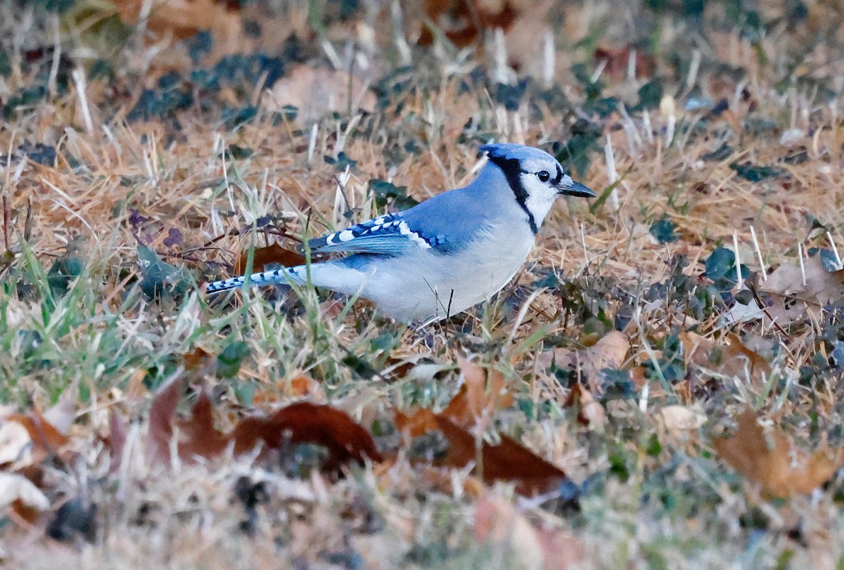 Blue Jay - ML647261636