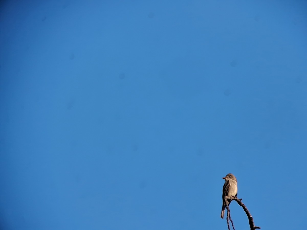 Піві великий - ML647261669