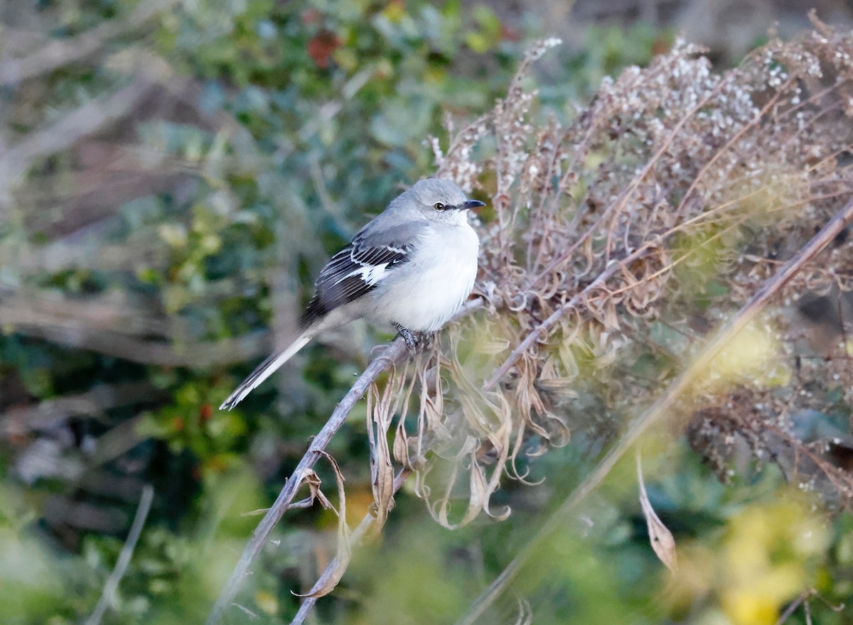 drozdec mnohohlasý - ML647261670