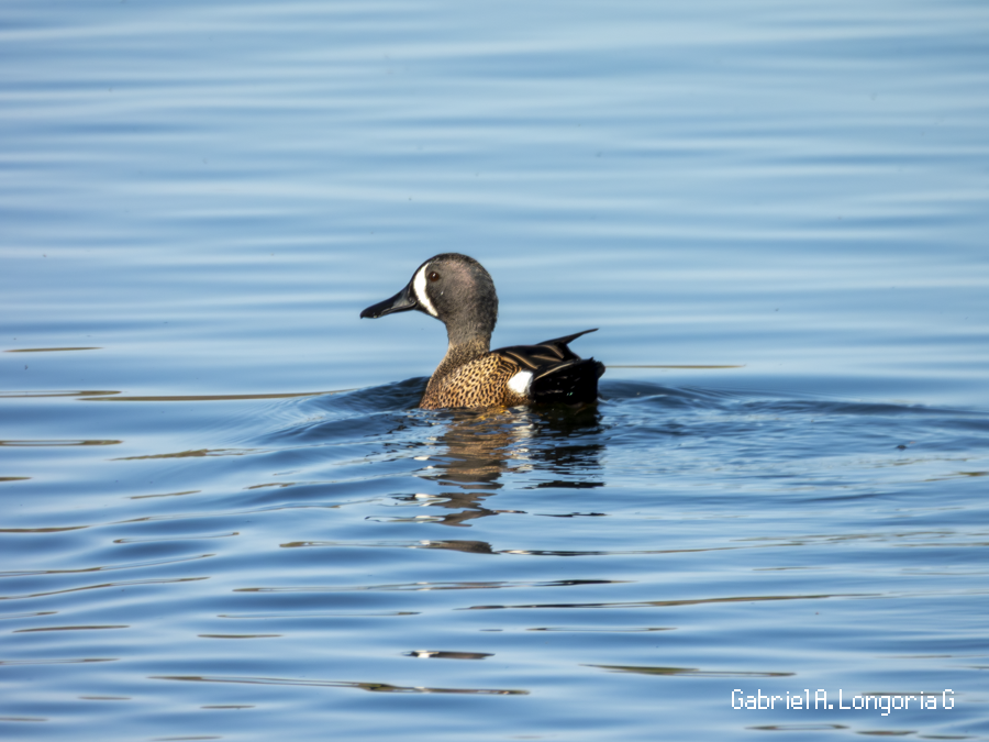 Blue-winged Teal - ML647261671