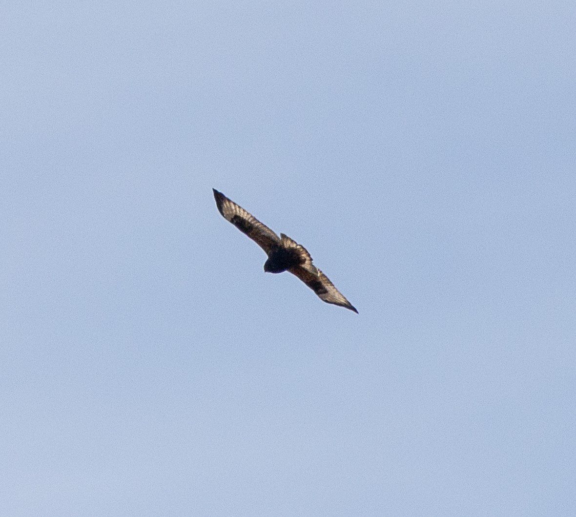 Rough-legged Hawk - ML647261673
