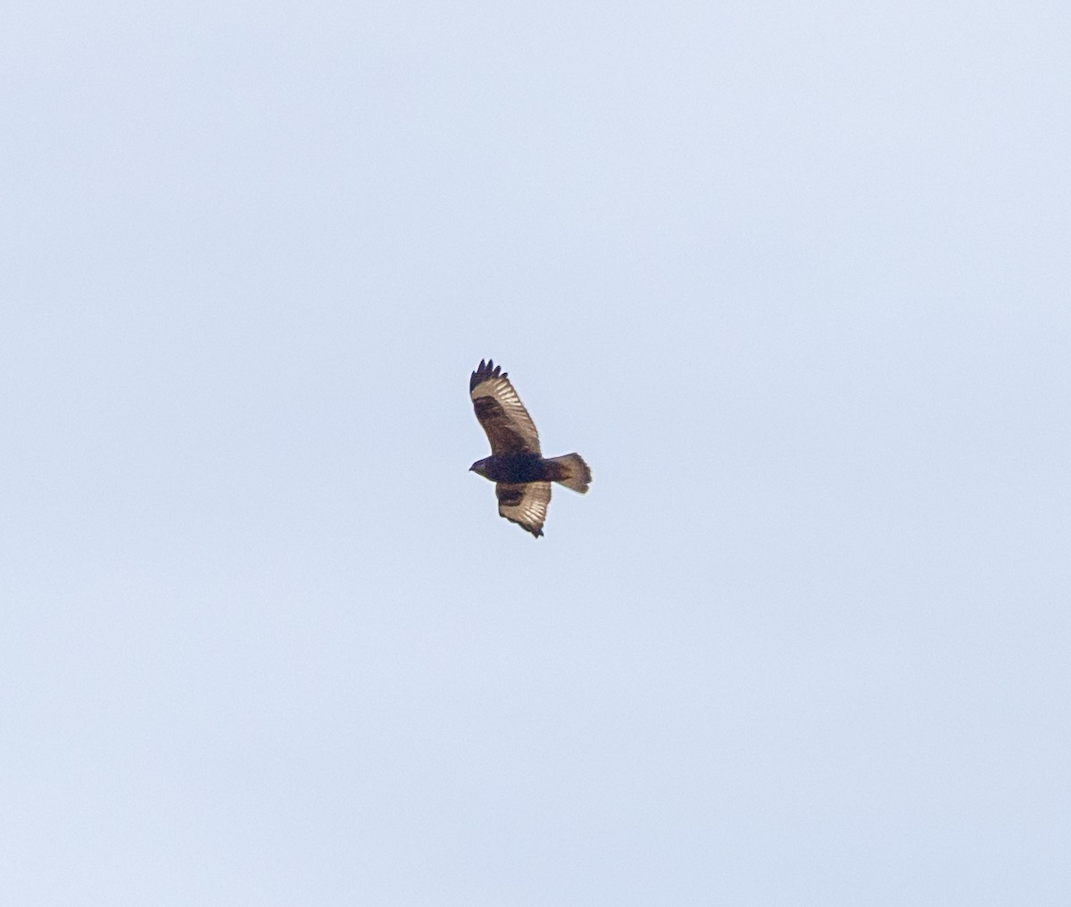 Rough-legged Hawk - ML647261674