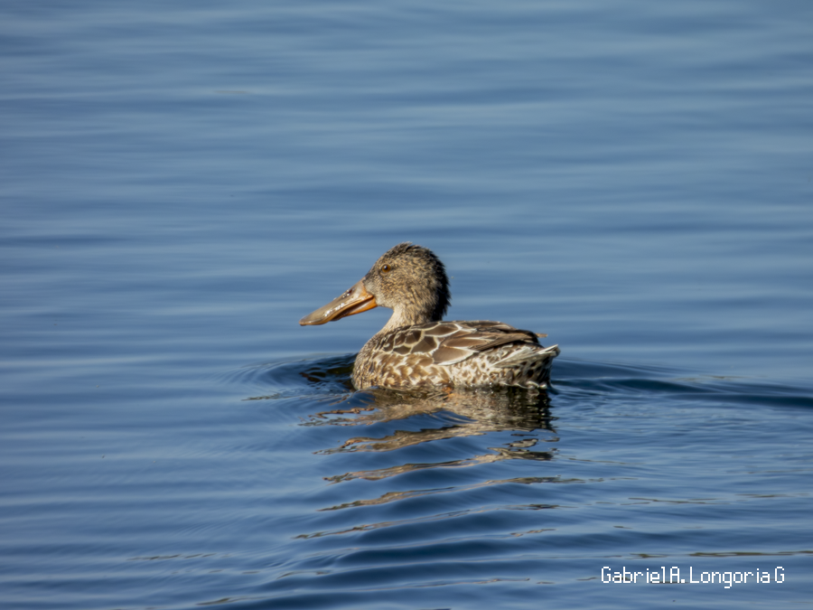 Northern Shoveler - ML647261692