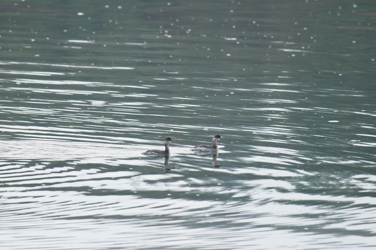 ハジロカイツブリ - ML647261696