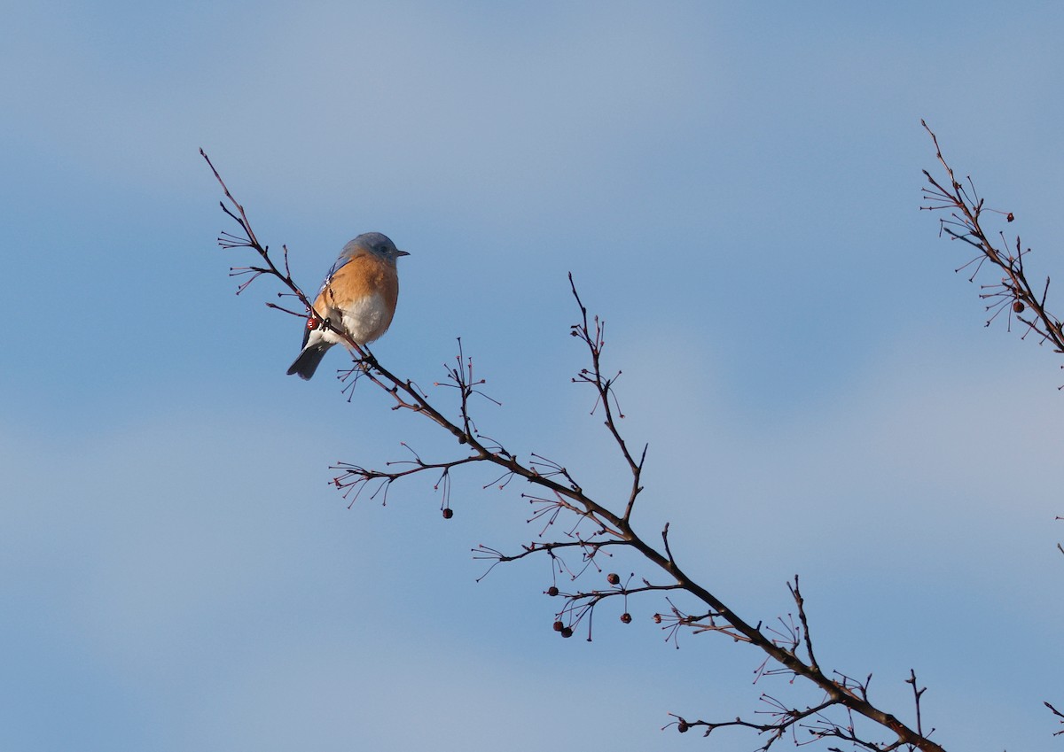 salašník modrý - ML647261697