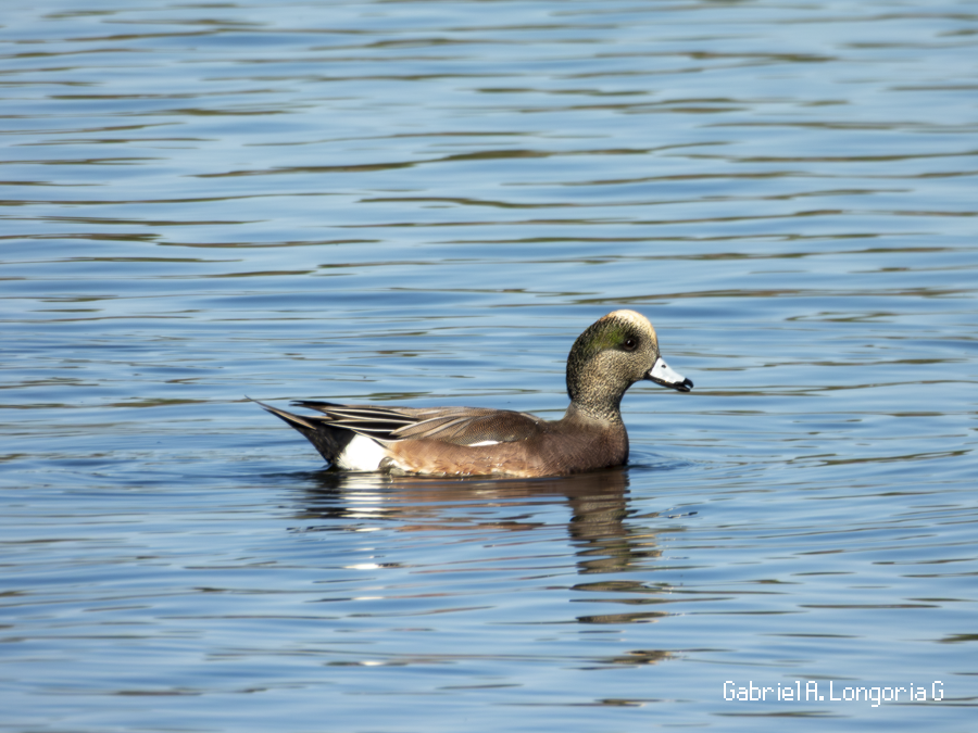 American Wigeon - ML647261698