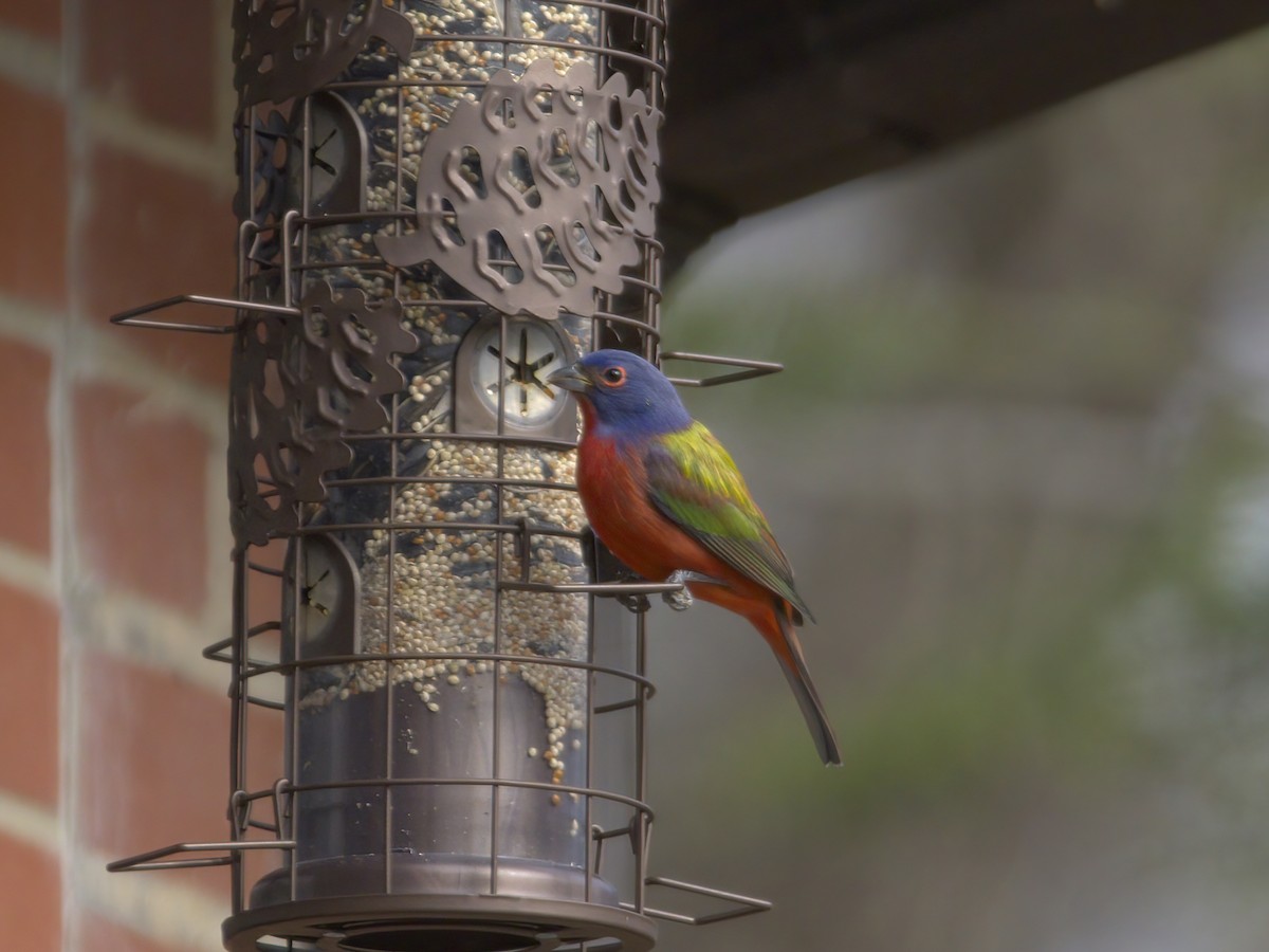 ゴシキノジコ - ML647261704