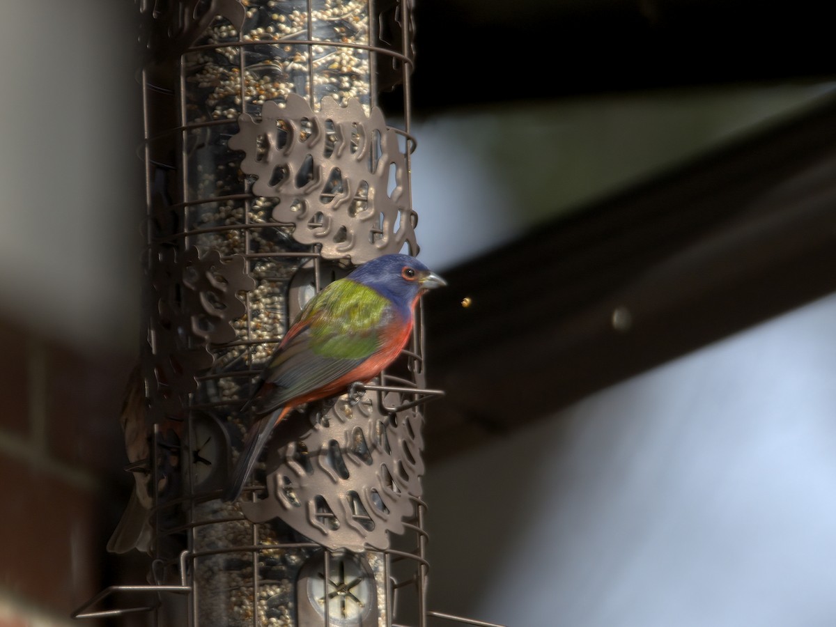 ゴシキノジコ - ML647261705