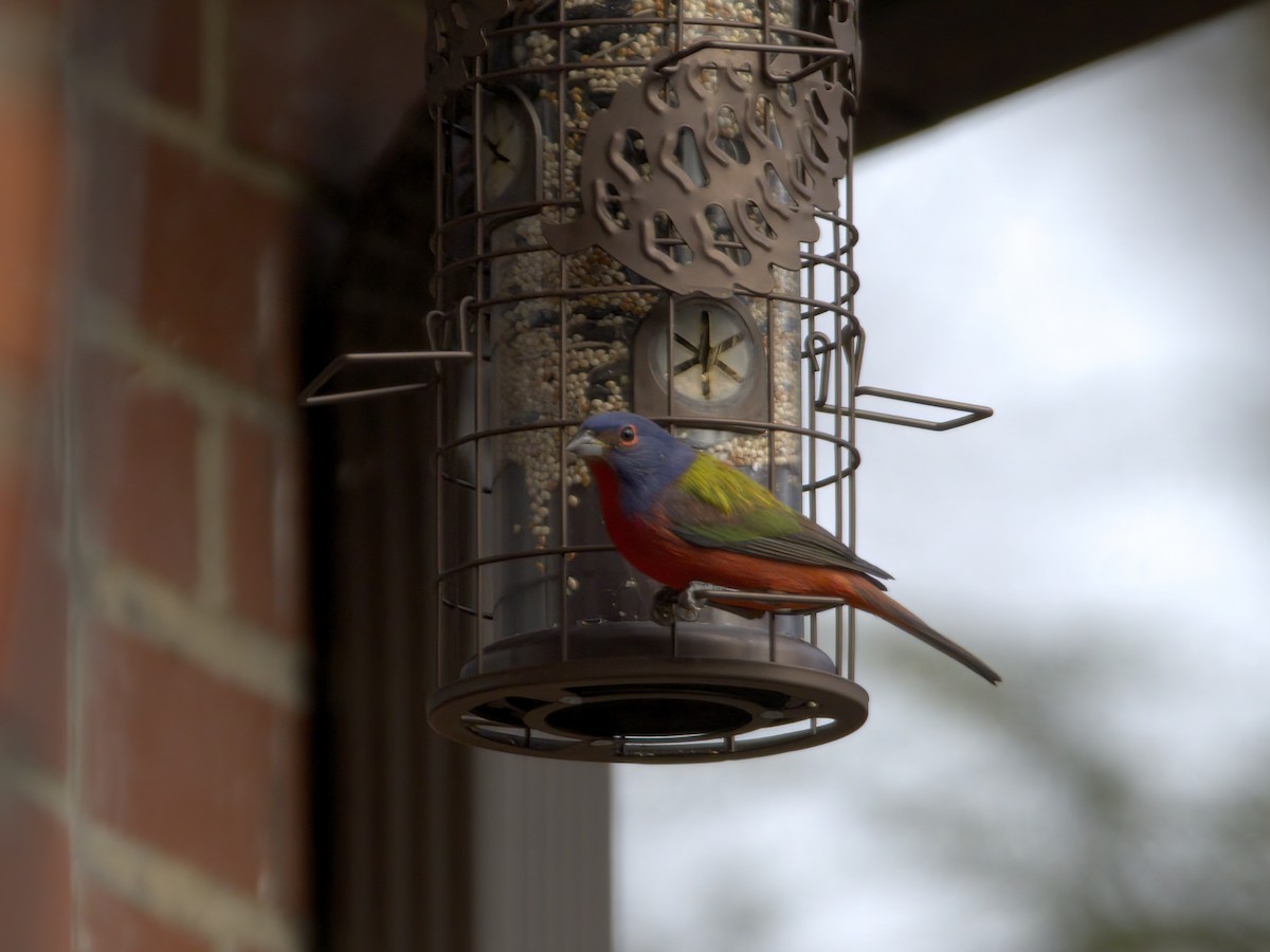 ゴシキノジコ - ML647261706