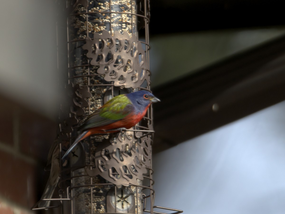 ゴシキノジコ - ML647261707