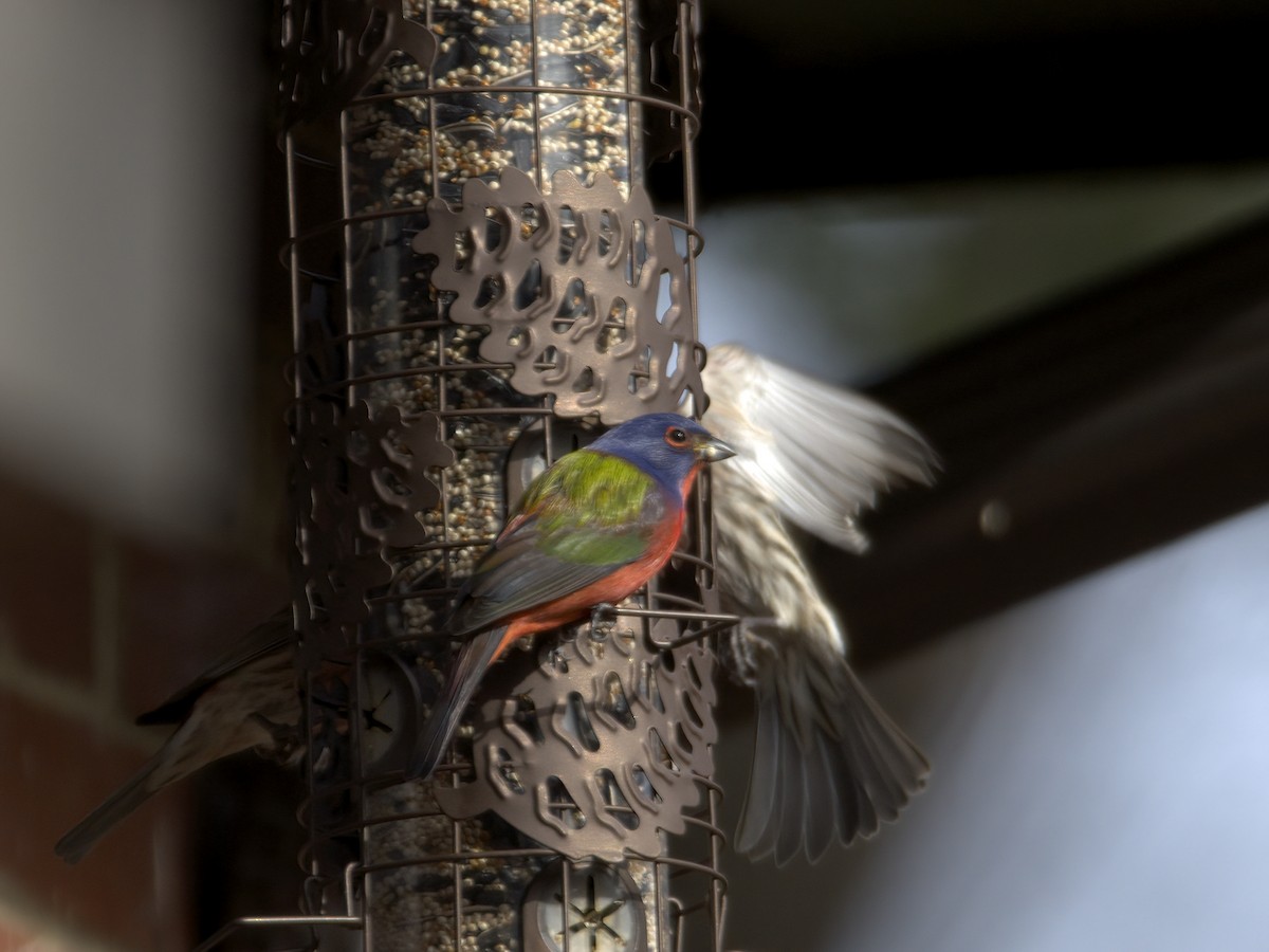 ゴシキノジコ - ML647261708