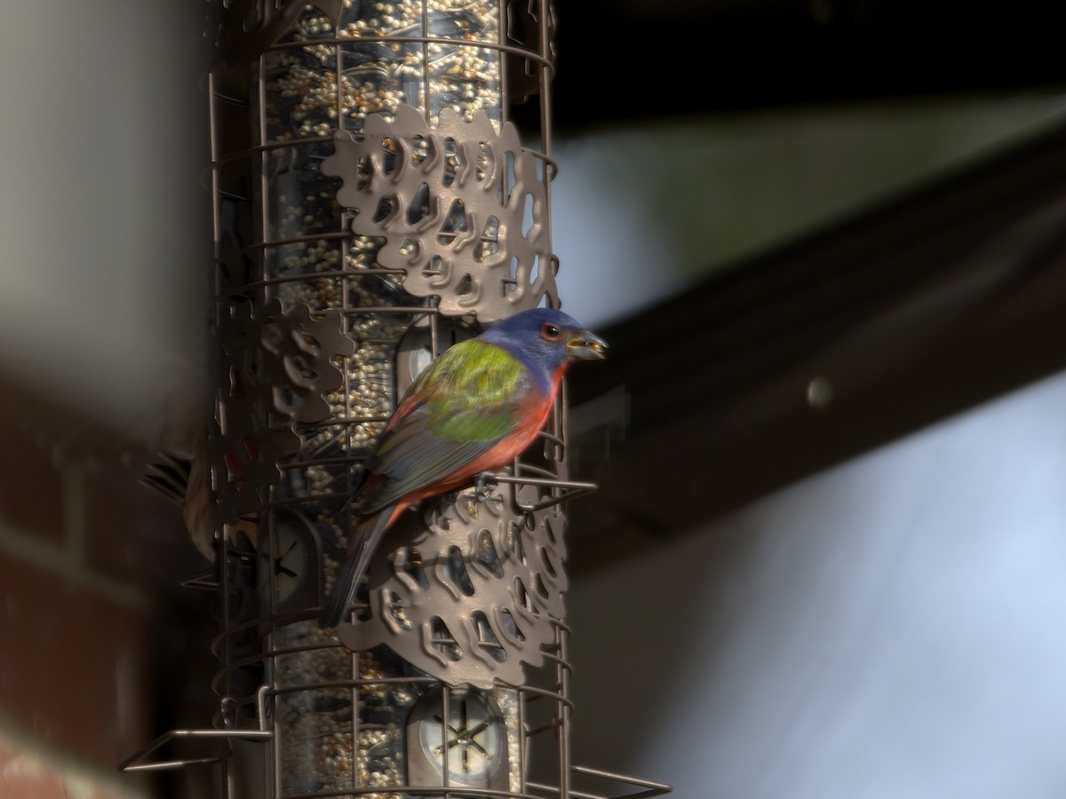 ゴシキノジコ - ML647261709