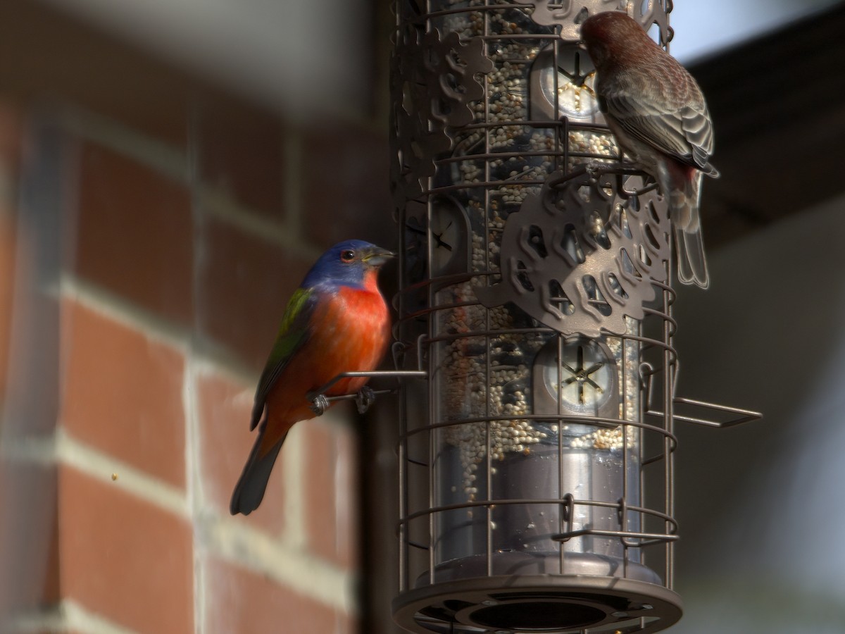 ゴシキノジコ - ML647261710