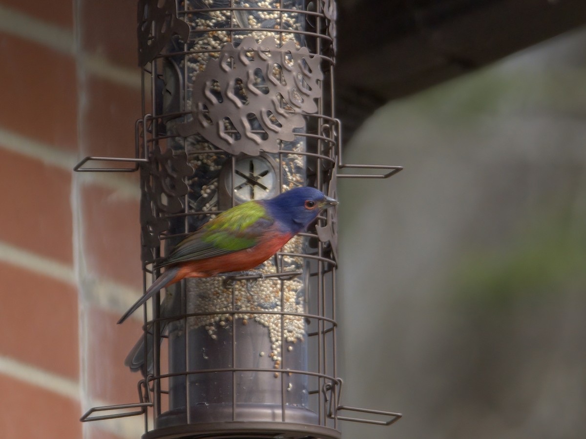 ゴシキノジコ - ML647261711