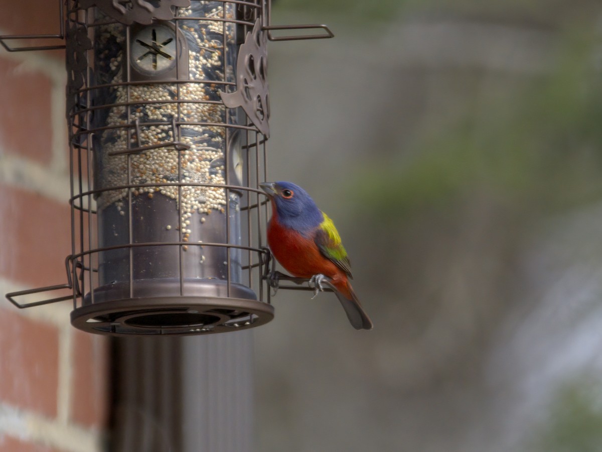 ゴシキノジコ - ML647261712