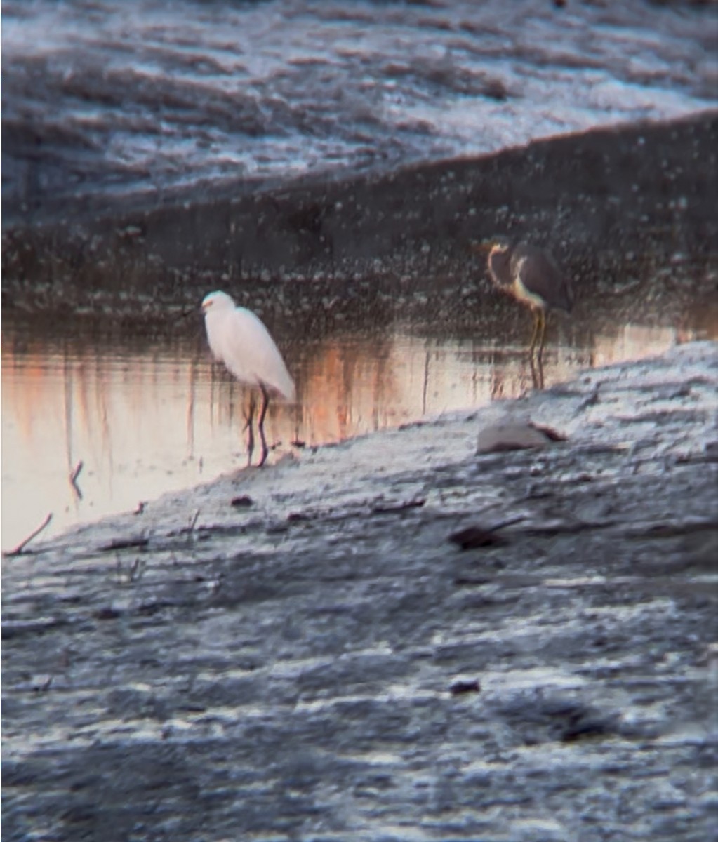 Tricolored Heron - ML647261715