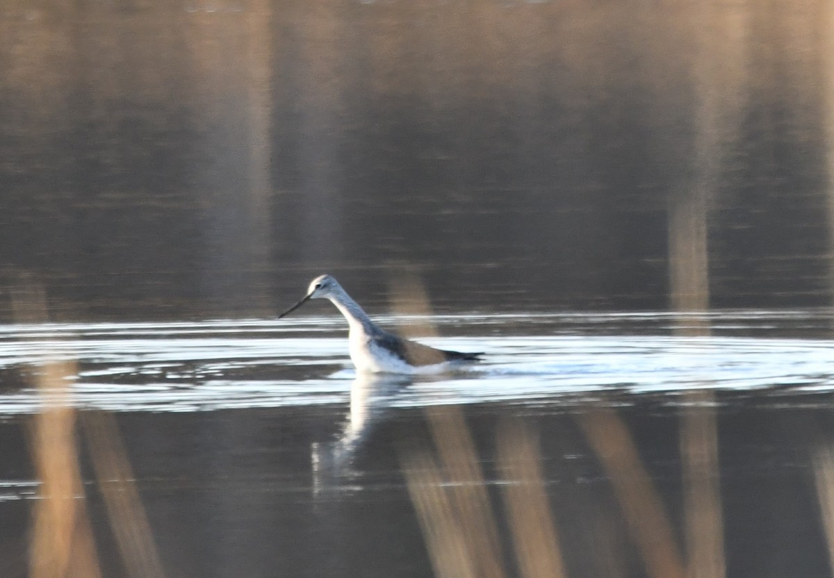 Büyük Sarıbacak - ML647261717