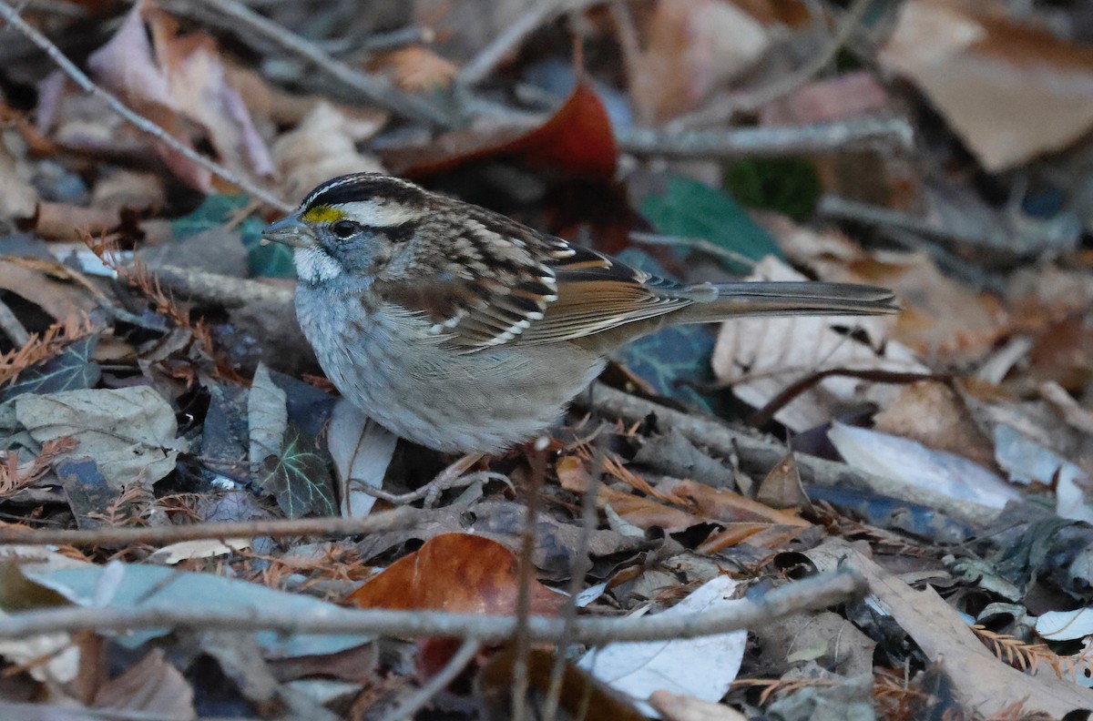 strnadec bělohrdlý - ML647261718