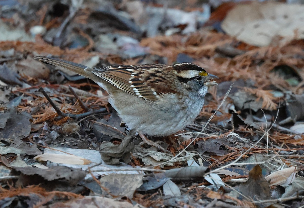 strnadec bělohrdlý - ML647261719