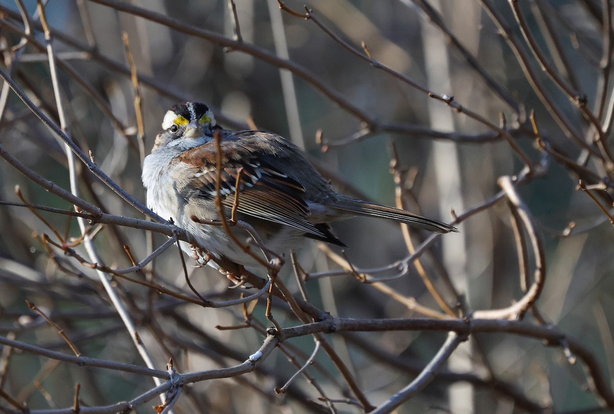 strnadec bělohrdlý - ML647261720