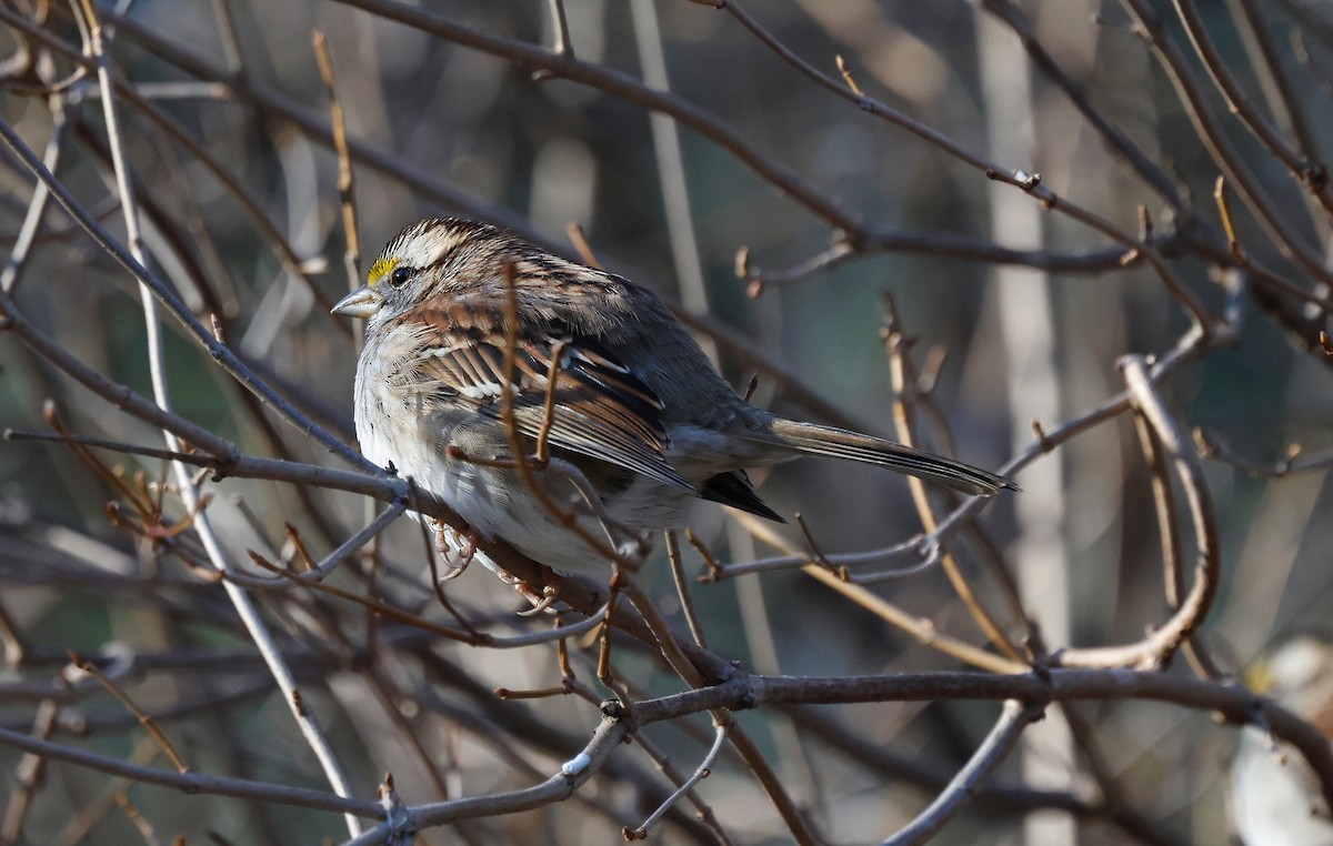 strnadec bělohrdlý - ML647261721